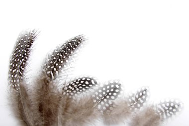 Gine 'nin tüyünün resmi beyaz arka planda izole edilmiş, genellikle zanaat için kullanılır.