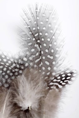 Gine 'nin tüyünün resmi beyaz arka planda izole edilmiş, genellikle zanaat için kullanılır.