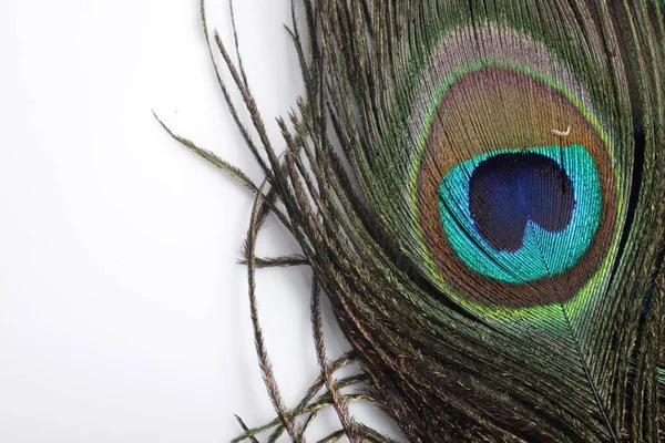 Tavus Kuşu Erkek Peafowl Tüyünün Eşsiz Bir Göz Şekli Olan — Stok fotoğraf