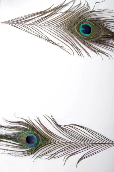 Bild Der Pfauenfeder Männliches Pfauenauge Die Ein Einzigartiges Augenmuster Hat — Stockfoto