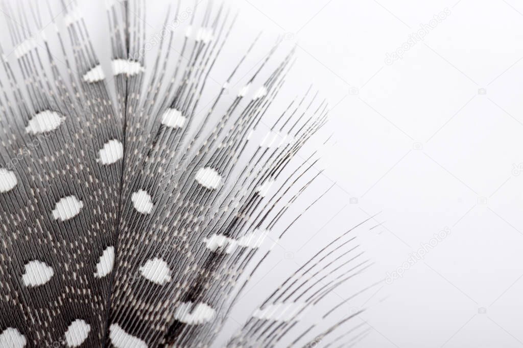 Picture of guinea`s feather isolated on white background, usually used for craft
