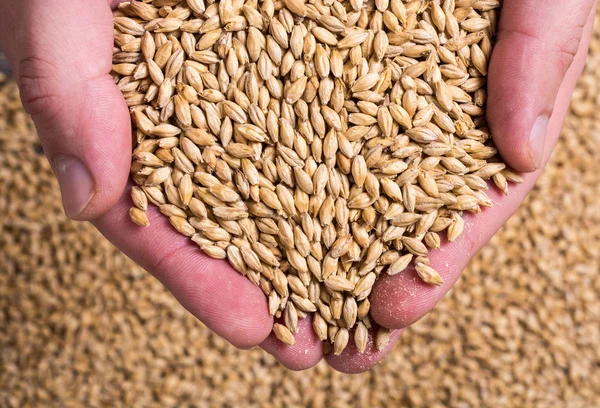 Pilsner malt in hand — Stock Photo, Image