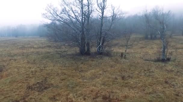 Aerial film utsikt över byn i dimmiga skogen — Stockvideo