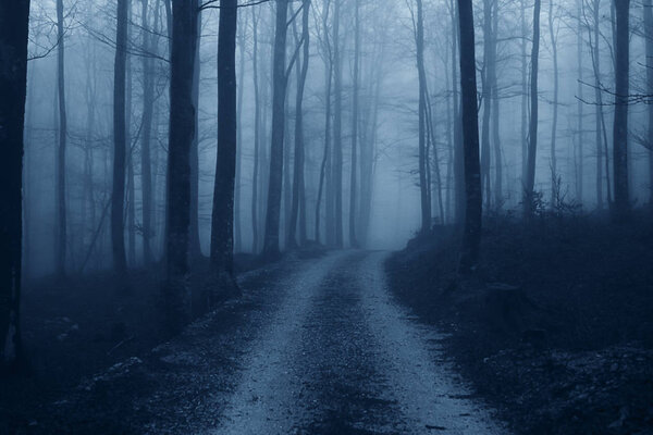 Haunted misty forest