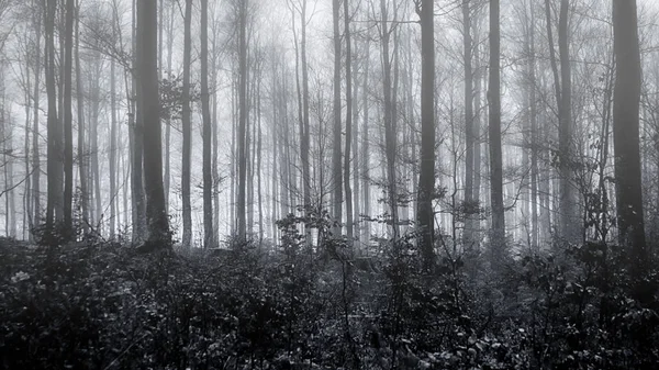 Στοιχειωμένο δάσος ομιχλώδη — Φωτογραφία Αρχείου