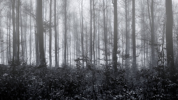 Spooky Haunted misty forest