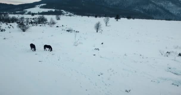 Forêt aérienne couverte de neige en hiver 