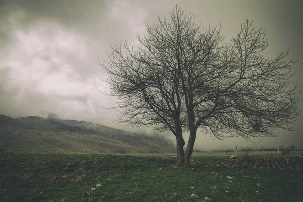 Mysterious Scene Lonely Tree Landscape — Stock Photo, Image