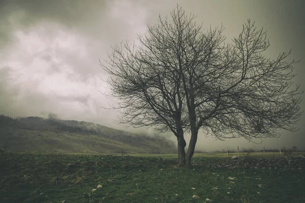 Rätselhafte Szene Eines Einsamen Baumes Der Landschaft Stockbild