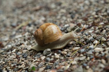Grapevine salyangoz yakın çekim