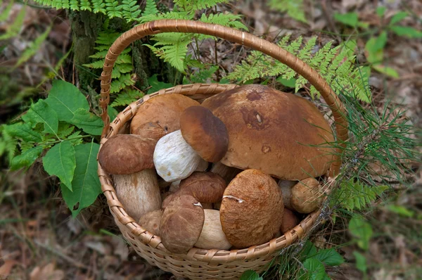 Bons champignons dans le panier — Photo