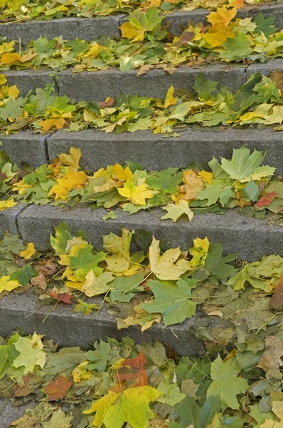 Stairs covered with multicioured autumn leaves — Stock Photo, Image
