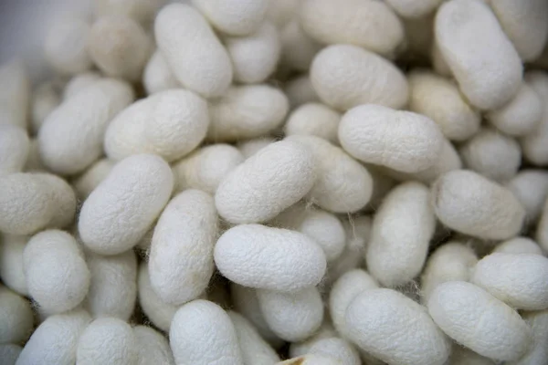Silk cocoons close-up — Stock Photo, Image