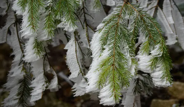 Rime em ramo de abeto — Fotografia de Stock