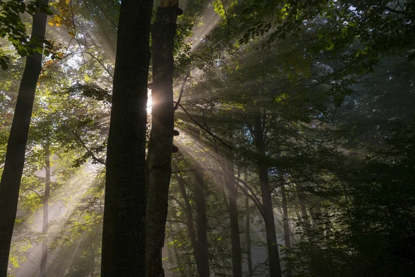 Solstrålarna tränger skog — Stockfoto