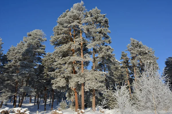 Orman ve mavi gökyüzü buzlu — Stok fotoğraf