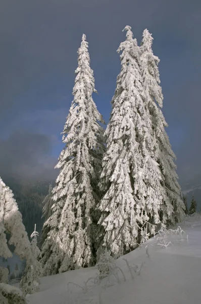 Wintered trees on hill — Stock Photo, Image