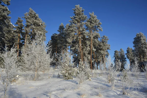 Mavi gökyüzü arka plan karşı Pines buzlu — Stok fotoğraf