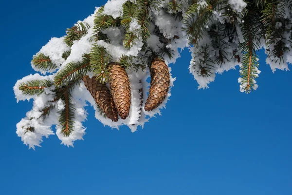 Ramo nevado com copyspace — Fotografia de Stock