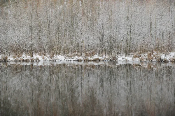 Снежные деревья и их отражение в озере — стоковое фото
