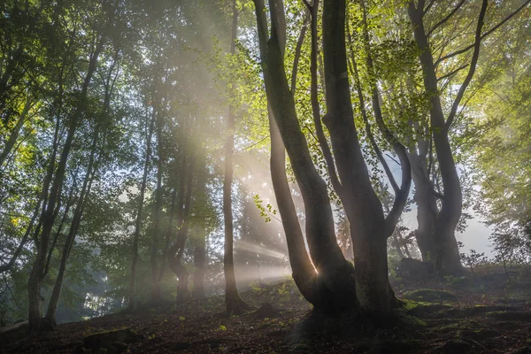 Sunbeams in forest — Stock Photo, Image