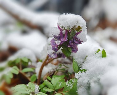 Corydalis flower under snow_