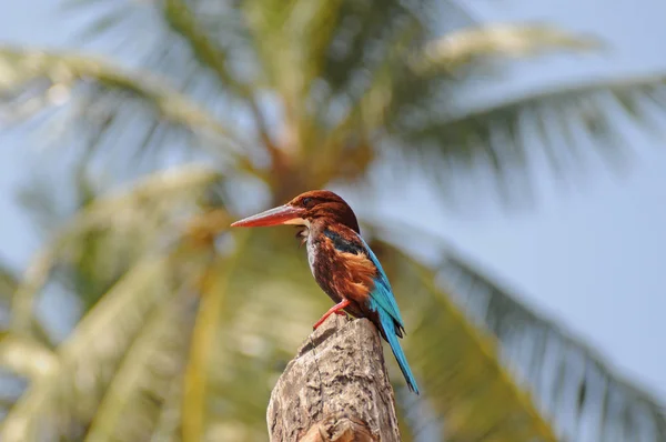Kingfisher seduto su legno — Foto Stock