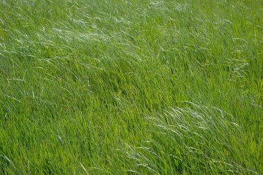 arka plan olarak otlak