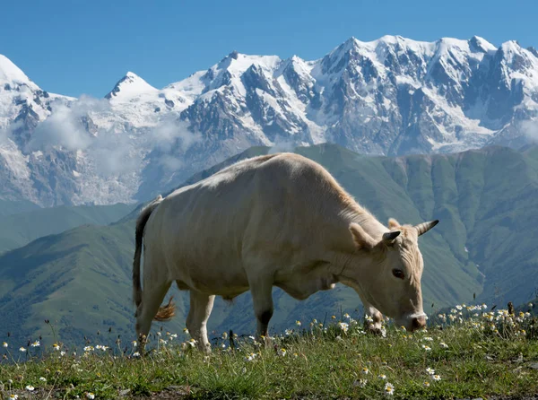 Cow on alpine meadow — Stock Photo, Image