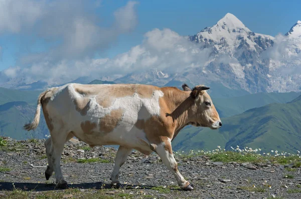 Cow against high mountains background — Stock Photo, Image