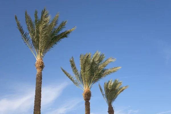 Palmen en blauwe hemel — Stockfoto
