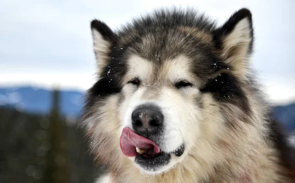 Dog licks its nose — Stock Photo, Image