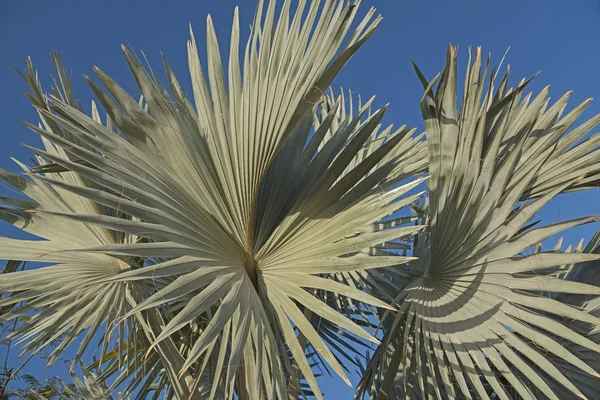 Palmen verlaat tegen blauwe hemelachtergrond — Stockfoto