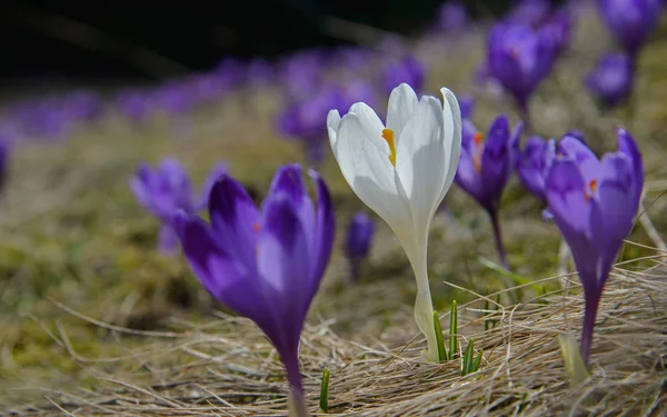 En vit krokus och många violett — Stockfoto