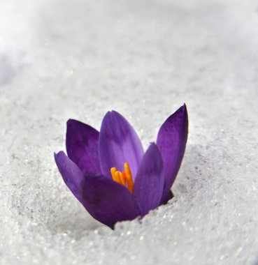 crocus in snow_
