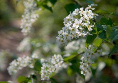 ormandaki kuş kiraz çiçeği