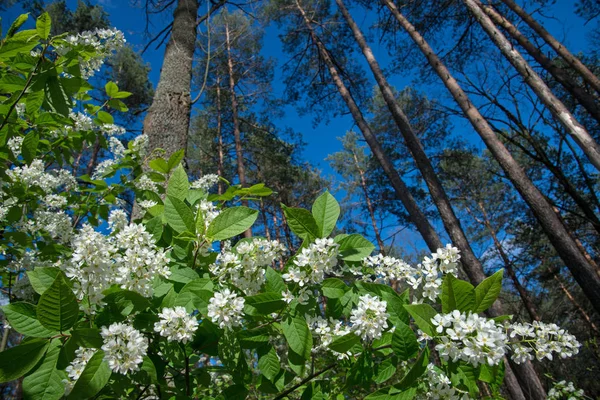 Fleurs de cerisier dans la forêt de pins — Photo