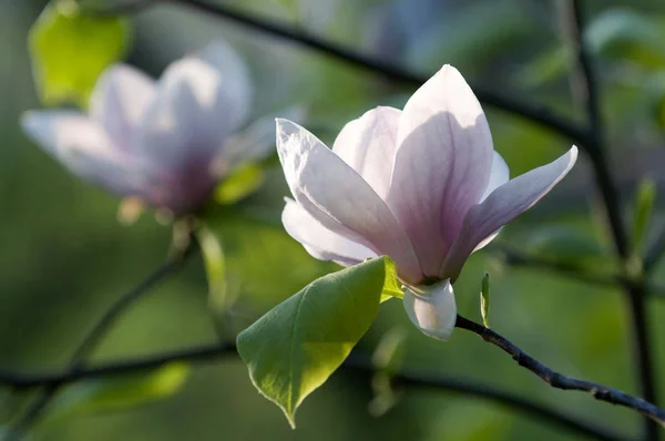 Roze magnolia bloesem — Stockfoto