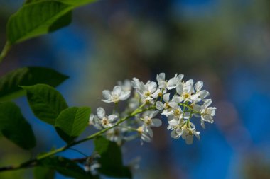 kuş kiraz çiçeği