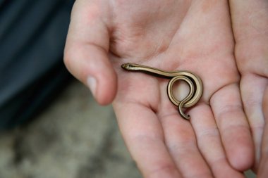 İnsan Palm'da küçük yılan