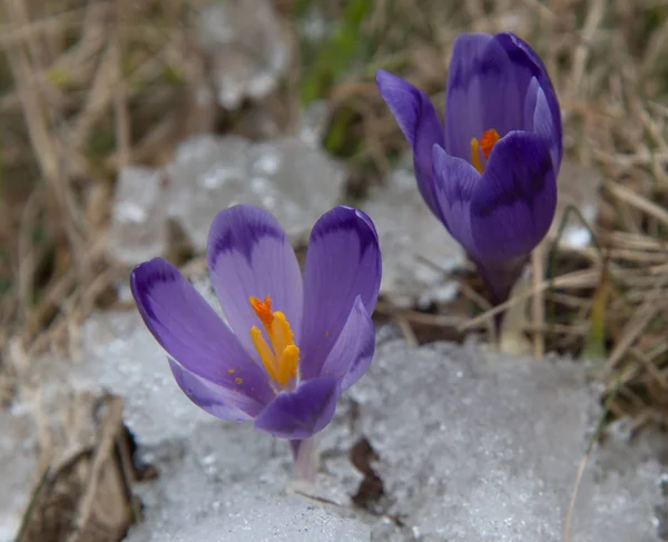 Violet crocuses among snow and old grass — Stock Photo, Image