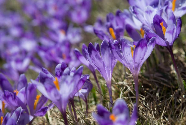 Violet crocuses blossom _ — Stockfoto