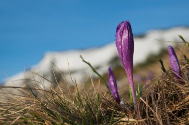 Su ile Çiğdem tomurcukları düşünceye karşı dağlar manzara