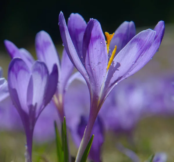 Illuminated violet crocuses with water drops — Stock Photo, Image