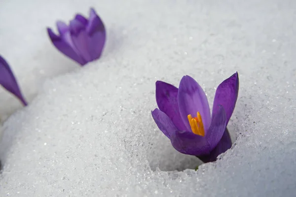 Crocuses struggle through the snow — Stock Photo, Image