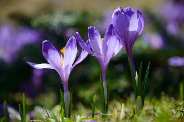 Três crocos violetas — Fotografia de Stock