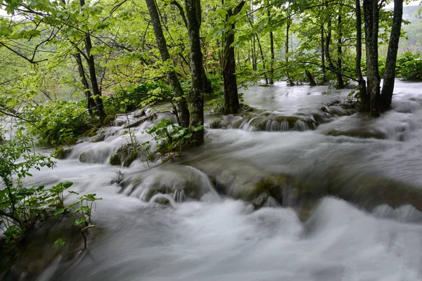 水の中の森 — ストック写真