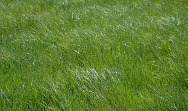 yeşil çayır arka plan