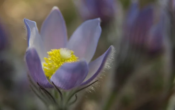 Doğu pasqueflower yakın çekim — Stok fotoğraf