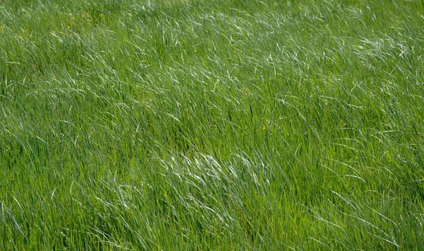 Fondo verde del prado —  Fotos de Stock